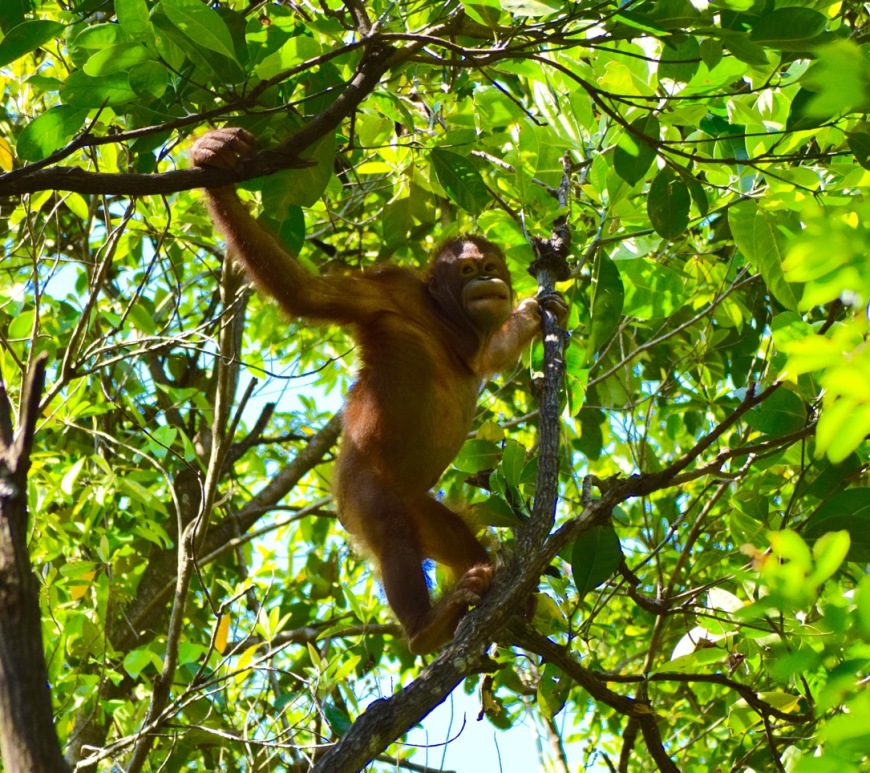 Rasa Ria Orangutan